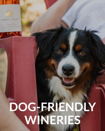 A person sitting in a red Adirondack chair next to a dog at a winery, with a bottle of rosé in the background.