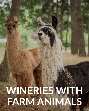 Two alpacas standing in a field with trees.