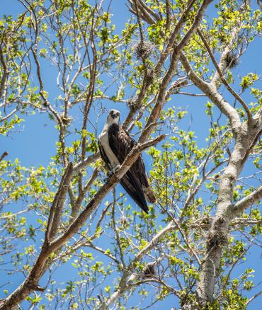 Osprey in Tree