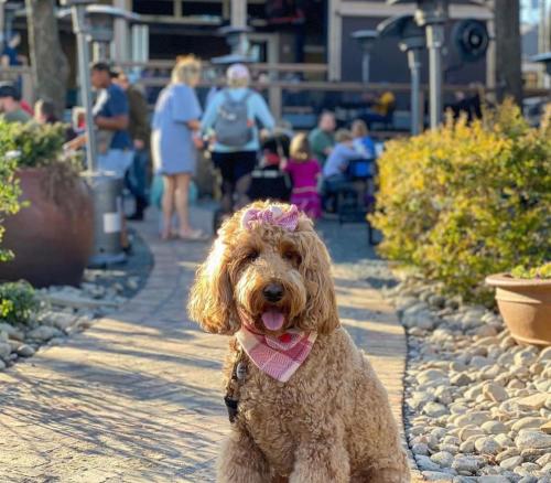 tan Doodle dog with pink neckerchief sitting on the sidewalk at The Yard