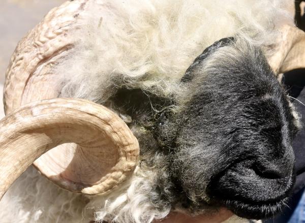 Maryland Sheep and Wool Festival