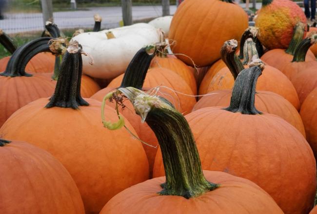 Amish Pumpkin Patch Williamsburg