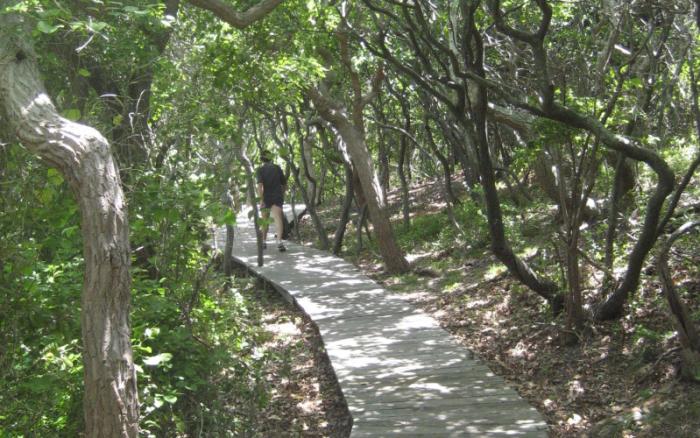 A person walking on a paved walking trail through the Sunken Forest