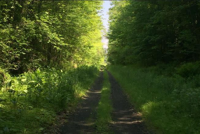 Trail path way