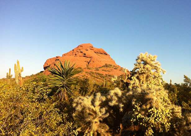 Desert Botanical Garden Phoenix Outdoors Stories