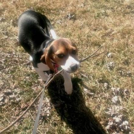 Beagle holding stick in Field