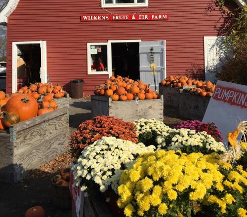 The red barn of Wilkens Farm is surrounded by mums and pumpkins.
