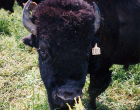 Cook's Bison Ranch