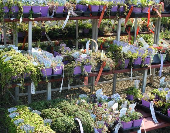 LINTON'S ENCHANTED GARDENS