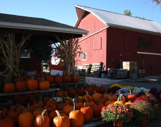 Pumpkin Patch Market