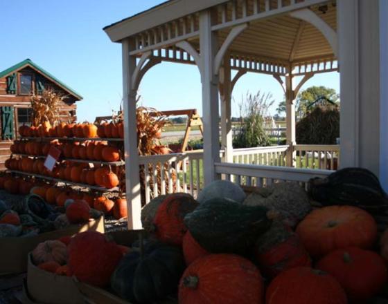 Pumpkin Patch Market