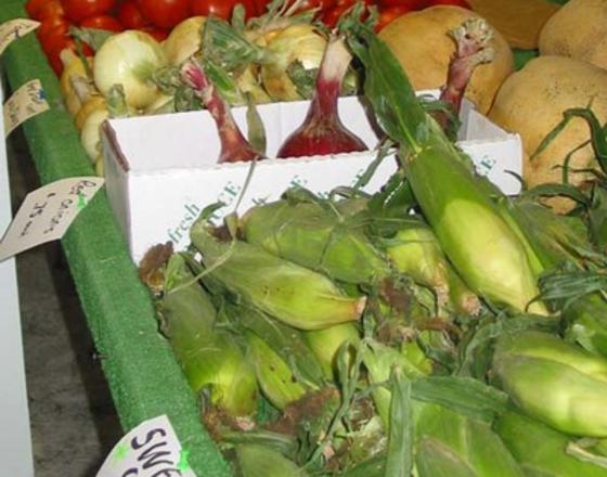 Pumpkin Patch Market