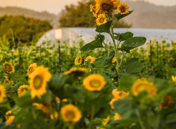 The French Laundry Garden - Emma K. Morris