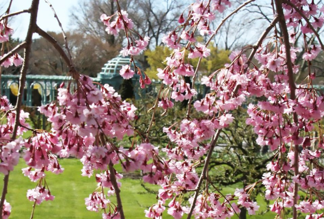 old westbury cherry blossoms