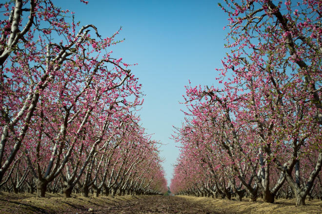Two long rows of blossoming trees with pink blossoms