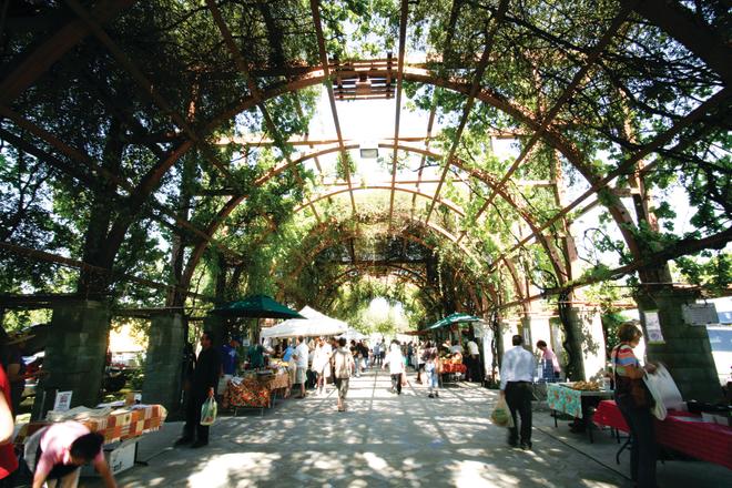 Farmers Market under canopy covered vines