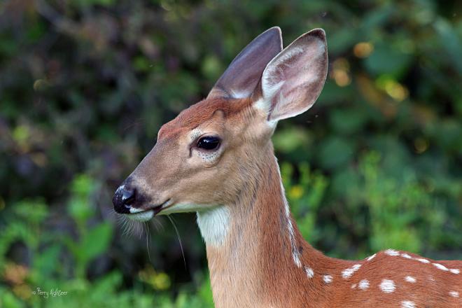 Deer