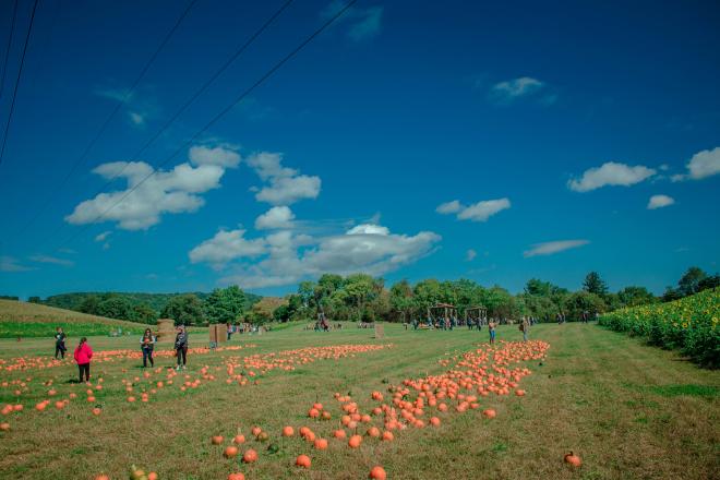Pick Your Own Pumpkin - Jeter Farm Fall Festival - Botetourt County