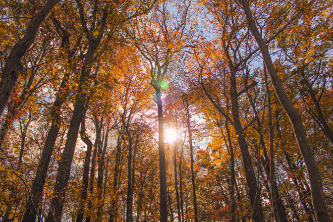 Fall Foliage - Mill Mountain Park - Roanoke, Virginia