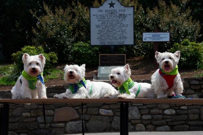 Dogs - Roanoke Star