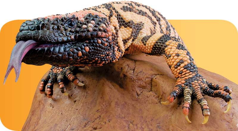 Gila Monster