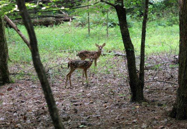 Umstead Park