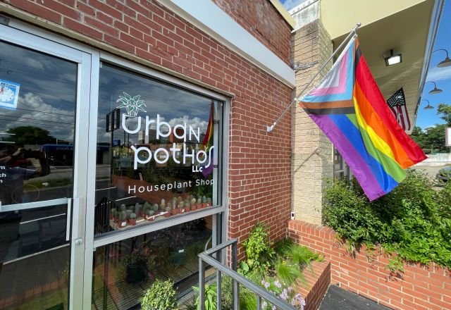 Urban Pothos