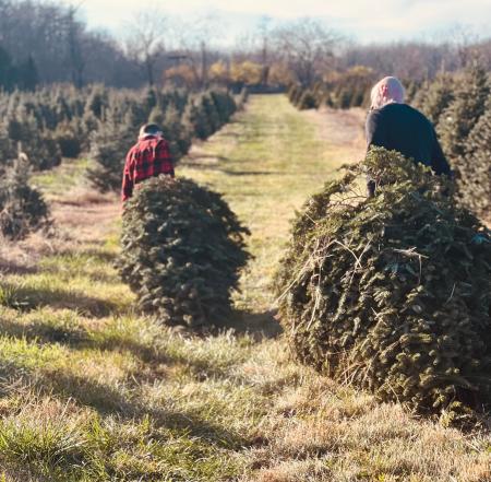 Cassen's Tree Farm