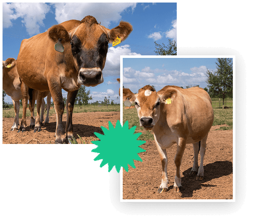 Calhoun County Page - Ocheesee Creamery