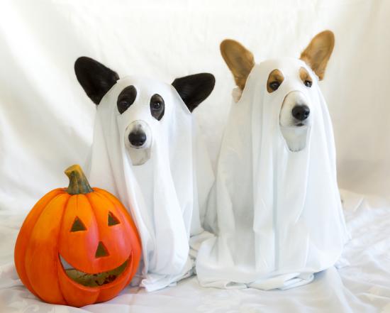 HOWLoween Yappy Hour