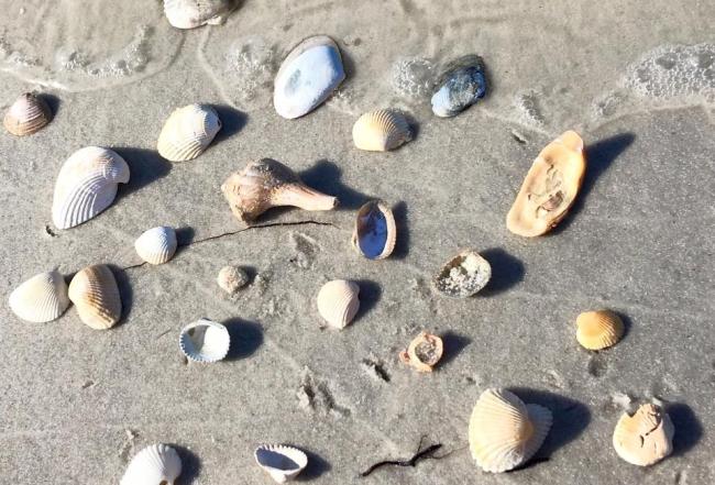 Shells on Ship Island