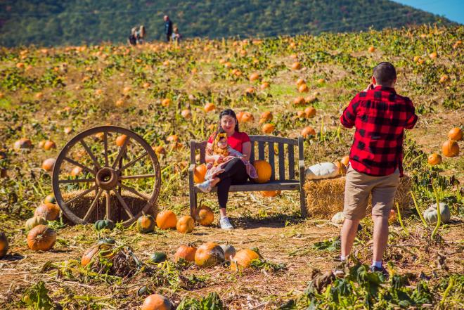 Pumpkin Patch - Jeter Farm Fall Festival & Country Store - Botetourt County, VA
