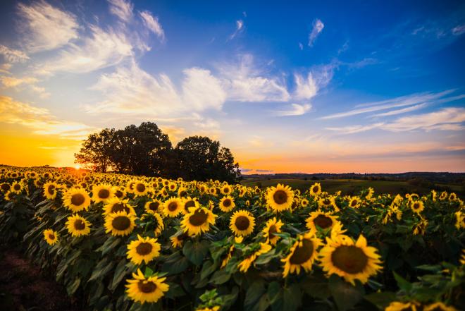 Beaver Dam Farm Sunflower Festival - Buchanan, VA
