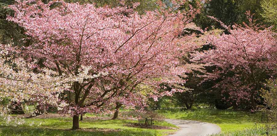 Easter at Batsford Arboretum