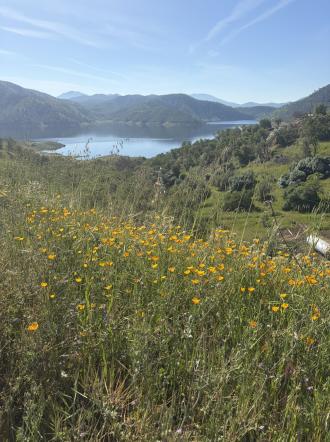 Wildflowers by Pine Flat