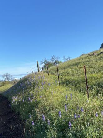 Wildflowers