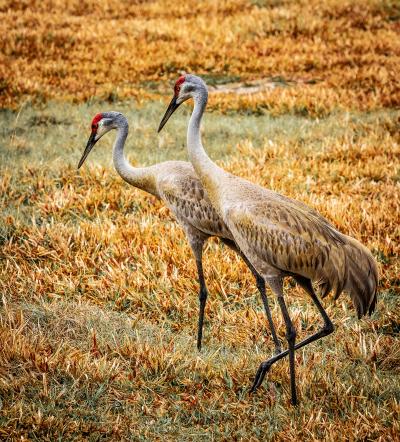 Pair of Sandhill Cranes at Babcock Ranch Eco-Tours in Punta Gorda in the early spring.