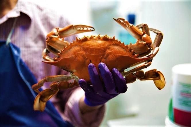 Summertime-Crabs-in-Annapolis-5