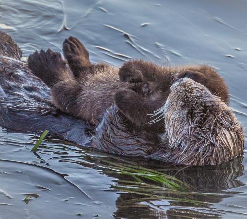 Otter - Mother and pup
