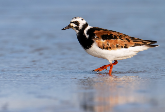 Ruddy Turnstone at Assateage State Park