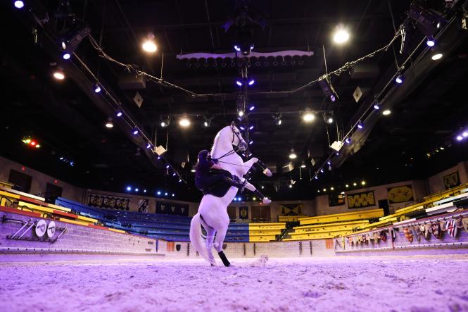 A knight practices with their steed at Medieval Times.