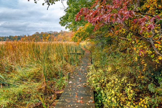 a wooden path into a marsh during the fall