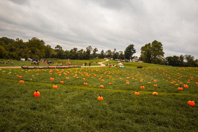 a pumpkin patch at Knightongale Farm
