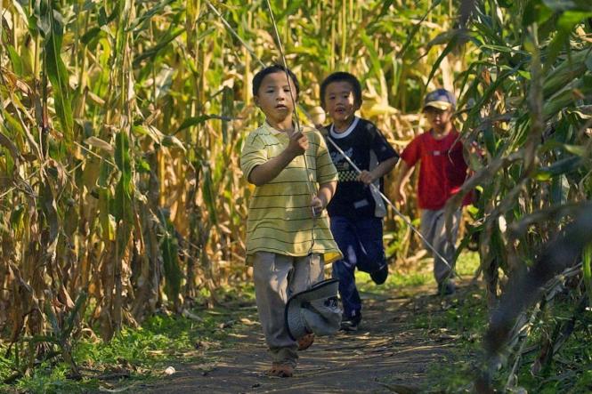 3 little boys run through a corn maze