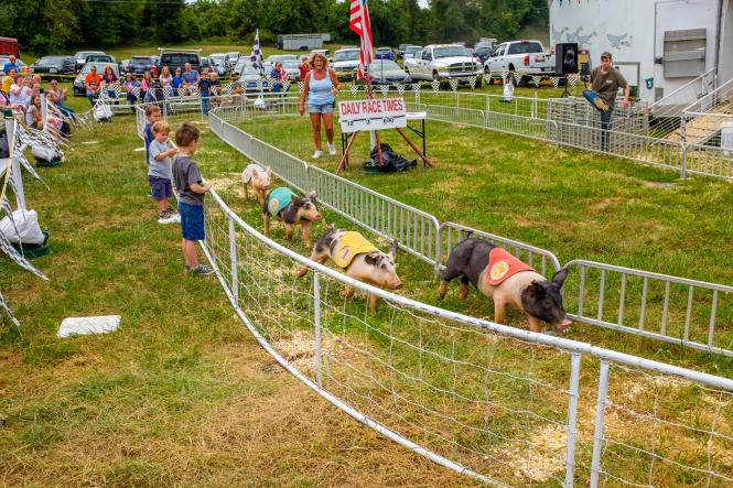 Pigs race around the track at the Anne Arundel County Fair