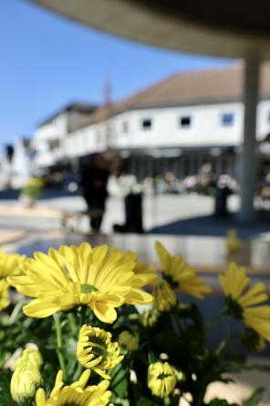 Gule blomster i forgrunnen med et torg og bygninger i bakgrunnen.