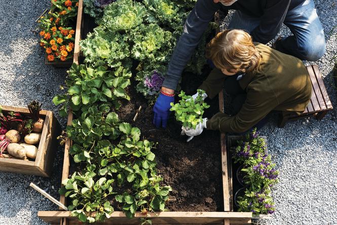 A child plants strawberry plants in a raised planter box.