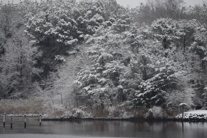 A winter scene from the water with snow in the trees along the water's edge