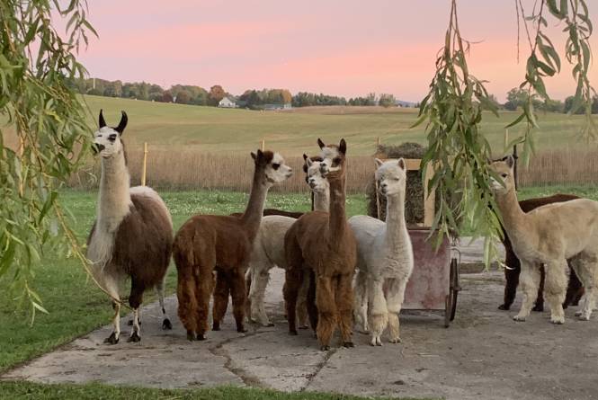 Rainbow Valley Family Farms