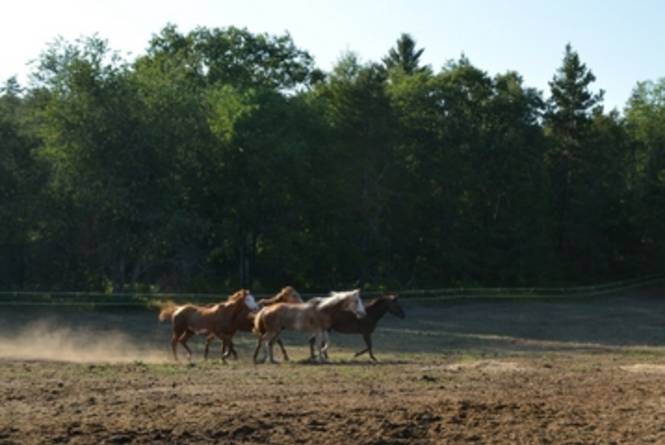 Boardman Valley Stables